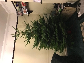 Christmas Trees